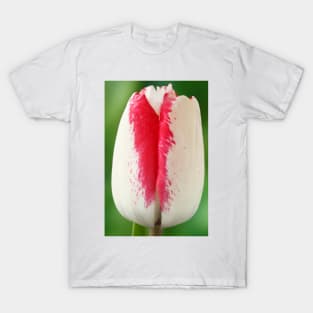 Tulipa  'Denise'  Tulip  Triumph Group T-Shirt